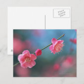 Pflaume 4 postkarte (Vorne/Hinten)