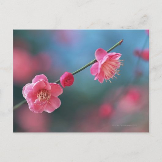 Pflaume 4 postkarte (Vorderseite)