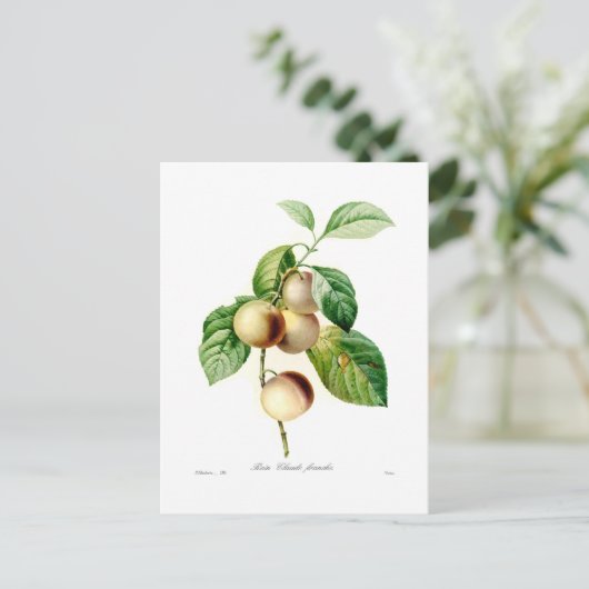 Pflaume Postkarte (Stehend Vorderseite)