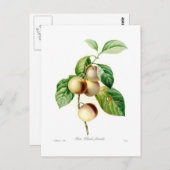 Pflaume Postkarte (Vorne/Hinten)