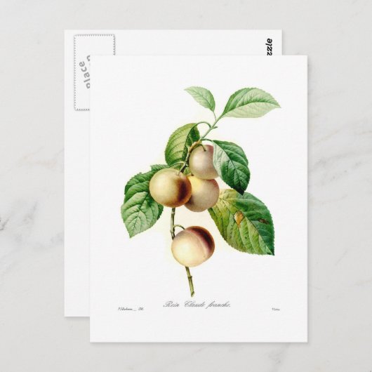 Pflaume Postkarte (Vorne/Hinten)