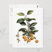 Pflaume Postkarte (Vorne/Hinten)