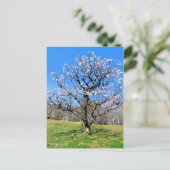 Pflaume [Postkarte] Postkarte (Stehend Vorderseite)