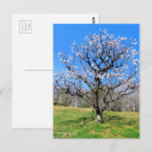 Pflaume [Postkarte] Postkarte (Vorne/Hinten)