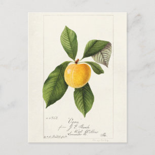 Pflaume (Prunus Domestica) Aquarellmalerei Postkarte