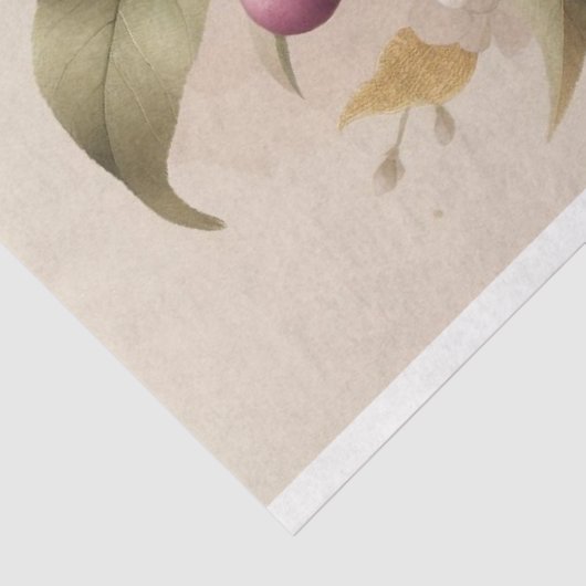 Pflaumen, Blüten, Dekopulationspapier Seidenpapier (Ausschnitt)