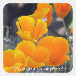 Pflaumen - Blüten, wo die Aufkleber gepflanzt sind