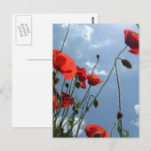 Pflaumen in der Sonne - Postkarte (Vorne/Hinten)