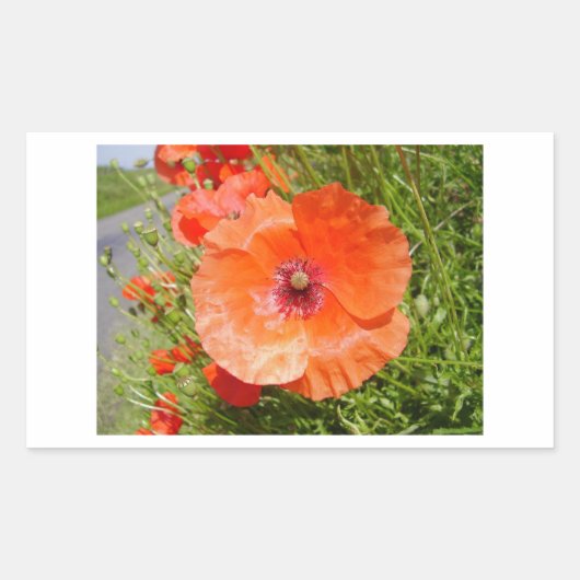 Pflaumen - Köche Rechteckiger Aufkleber (Vorderseite)