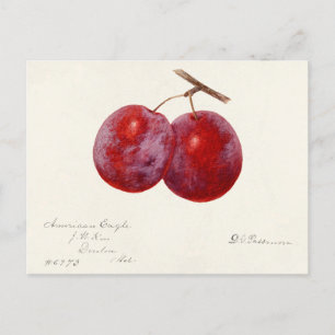 Pflaumen (Prunus Domestica) Frucht Aquarellmalerei Postkarte