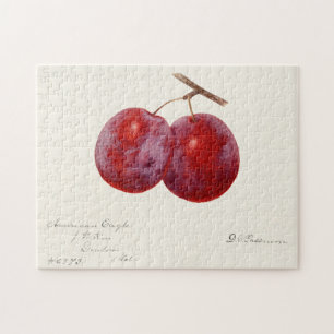 Pflaumen (Prunus Domestica) Frucht Aquarellmalerei Puzzle