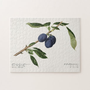 Pflaumen (Prunus Domestica) Frucht Aquarellmalerei Puzzle