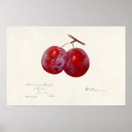 Pflaumen (Prunus Domestica) Fruchtfarben Poster