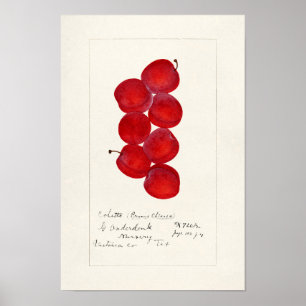 Pflaumen (Prunus Domestica) Fruchtfarben Poster