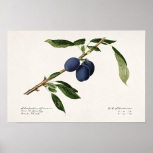 Pflaumen (Prunus Domestica) Fruchtfarben Poster