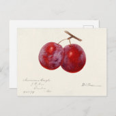 Pflaumen (Prunus Domestica) Fruchtfarben Postkarte (Vorne/Hinten)