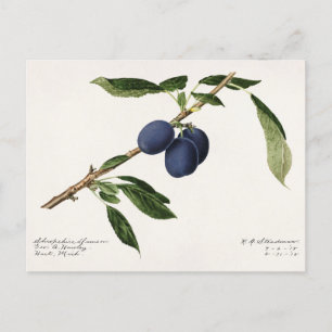 Pflaumen (Prunus Domestica) Fruchtfarben Postkarte