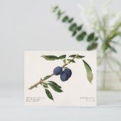 Pflaumen (Prunus Domestica) Fruchtfarben Postkarte (Stehend Vorderseite)
