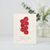 Pflaumen (Prunus Domestica) Fruchtfarben Postkarte (Stehend Vorderseite)