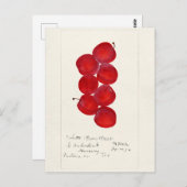 Pflaumen (Prunus Domestica) Fruchtfarben Postkarte (Vorne/Hinten)