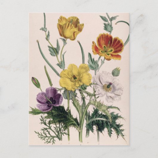 Pflaumen und Anemonen Postkarte (Vorderseite)