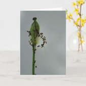 Pflaumen und Schatten 12 Blumenfotografie Gruß C Karte (Gelbe Blume)