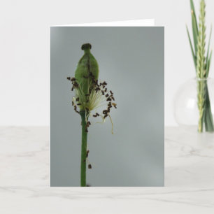 Pflaumen und Schatten 12 Blumenfotografie Gruß C Karte