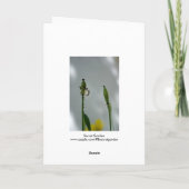 Pflaumen und Schatten 5 Lebensende für neue Genera Karte (Rückseite)