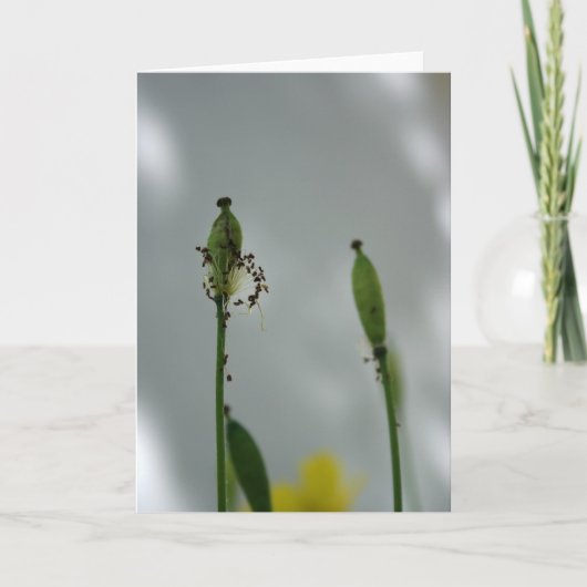 Pflaumen und Schatten 5 Lebensende für neue Genera Karte (Vorderseite)