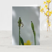 Pflaumen und Schatten 5 Lebensende für neue Genera Karte (Gelbe Blume)