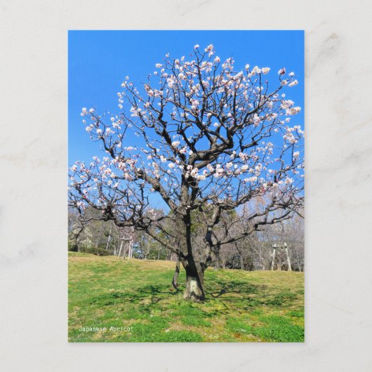 Pflaumenbaum [Postkarte] Postkarte (Vorderseite)