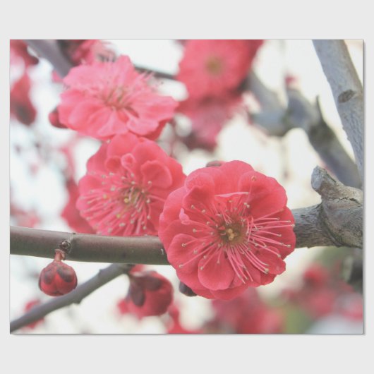 Pflaumenblüte Feder rosa Blume Packpapier (Flach)