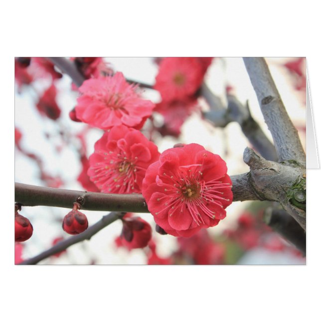 Pflaumenblüte Frühling rosa Blume (Vorderseite (Horizontal))