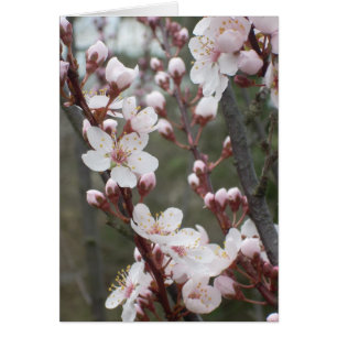 Pflaumenblüten