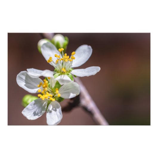 Pflaumenblüten Fotodruck (Vorne)