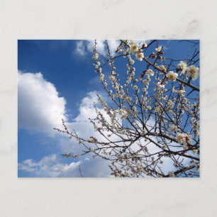 Pflaumenblüten: Japan Postkarte