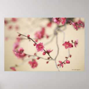 Pflaumenblüten Poster