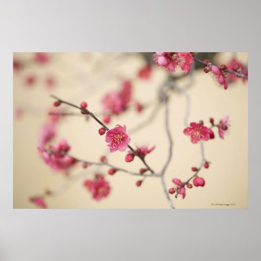 Pflaumenblüten Poster (Vorne)