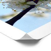 Pflaumenblüten Poster (Ecke)