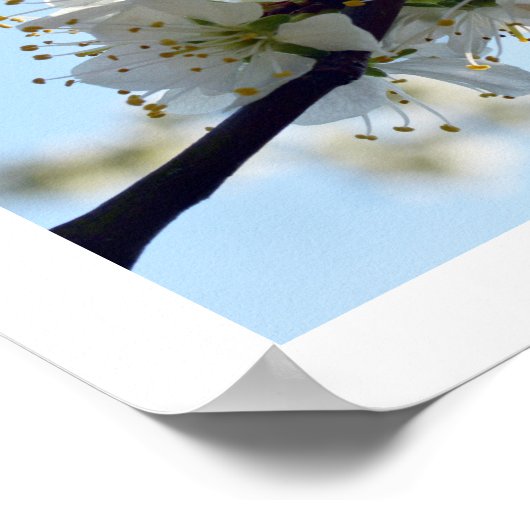 Pflaumenblüten Poster (Ecke)