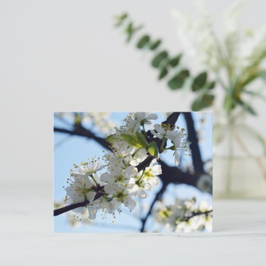 Pflaumenblüten Postkarte (Stehend Vorderseite)