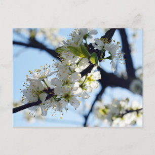 Pflaumenblüten Postkarte