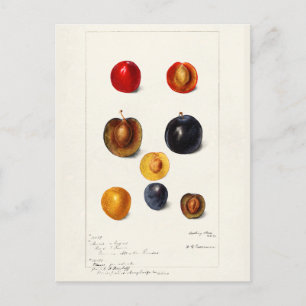 Pflaumenkern (Prunnus Domeatica) Aquarellmalerei Postkarte