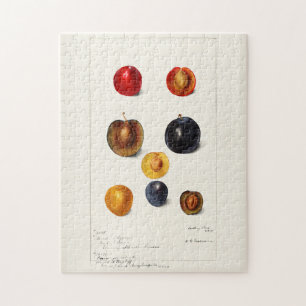 Pflaumenkern (Prunus domestica) Aquarellmalerei Puzzle