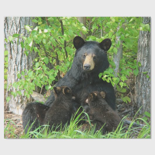 Pflege des schwarzen Bären und der Zwillingsjungen Geschenkpapier (Flach)