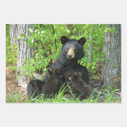 Pflege des schwarzen Bären und der Zwillingsjungen Geschenkpapier Set (Vorderseite 2)