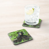 Pflege des schwarzen Bären und der Zwillingsjungen Getränkeuntersetzer (Rechte Seite)