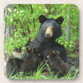 Pflege des schwarzen Bären und der Zwillingsjungen Getränkeuntersetzer (Vorderseite)