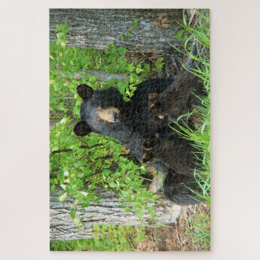 Pflege des schwarzen Bären und der Zwillingsjungen Puzzle (Vertikal)