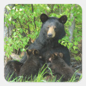 Pflege des schwarzen Bären und der Zwillingsjungen Quadratischer Aufkleber (Vorderseite)